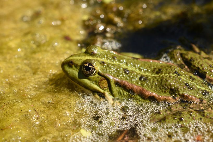 Kikker Frog par Patricia van Nes