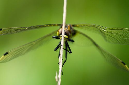 Veniswitsnuitlibel sur Human- pictures