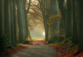 Forest mist with sun by Claudia De Vries