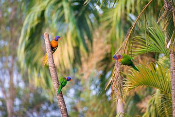 Schöne australische Vögel mit gelben, blauen und grünen Federn von Troy Wegman