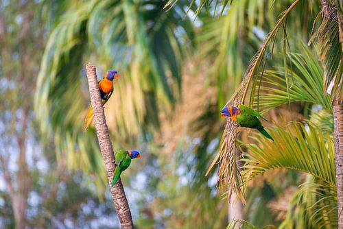 Prachtige Australische vogels met gele, blauwe en groene veren