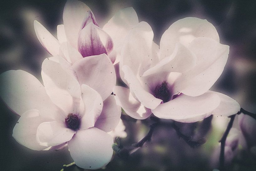 Magnolienblüten von Christine Nöhmeier