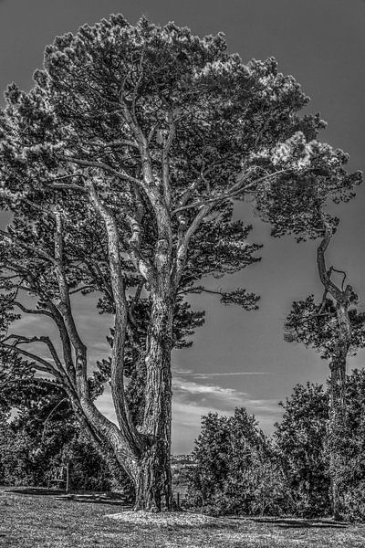 Een grove denneboom aan de Bretonse kust in zwart wit van Harrie Muis