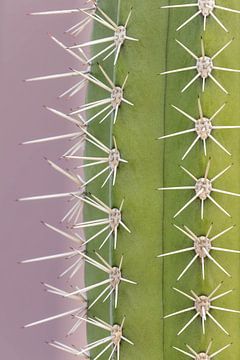 Trendy cactus - touch of purple