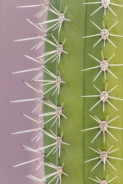 Trendy cactus - touch of purple by Dennis en Mariska