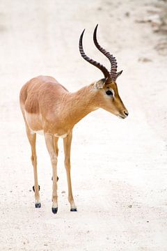 Impala von Jan van Kemenade