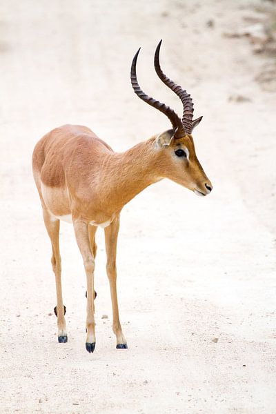 Impala van Jan van Kemenade