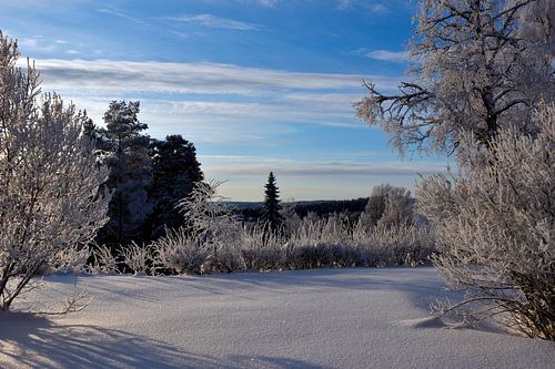 Une vue depuis le parc
