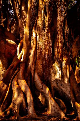 Stam en wortels van de rubberboom ficus elastica