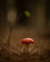 Fly agaric