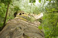 Overgrown dead tree