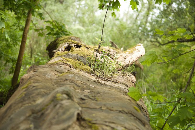 Overgrown dead tree by Tim Zentgraf