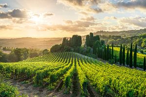 Weinberge bei Sonnenuntergang und das Dorf Casale Marittimo, Toskana