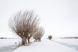 Pollarded willows in the snow