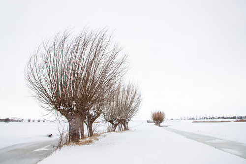 Knotweiden im Schnee