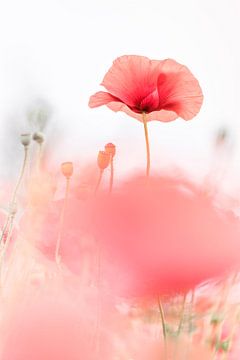 Un coquelicot qui danse sur Bob Daalder