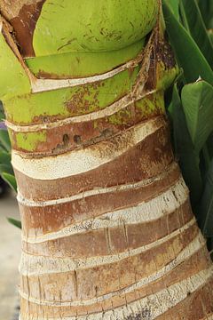 Boomstam kokospalm van Photo Pim