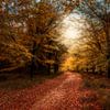 Autumn on Amerong Mountain by Joost Lagerweij
