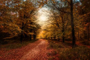 Herfst op de Amerongseberg van Joost Lagerweij