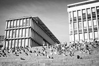 Group of pigeons in front of the municipal office of Maastricht