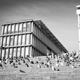 Group of pigeons in front of the municipal office of Maastricht by Streets of Maastricht