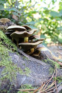 Paddenstoel2