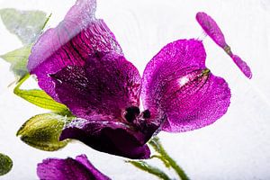 Alstroemeria in kristallklarem Eis 3
