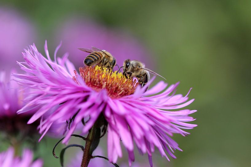 Western honey bee by Matthias Brix