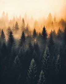 Mystischer Sonnenaufgang im Herbstwald