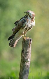 Bussard von Andy van der Steen - Fotografie