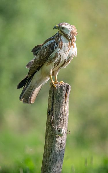 buzzard by Andy van der Steen - Fotografie