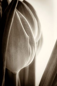 Tulpenbollen in krachtig zwart-wit van Humphry Jacobs