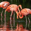 Flamingos von Uwe Ulrich Grün
