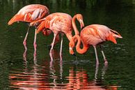 Flamingos von Uwe Ulrich Grün Miniaturansicht