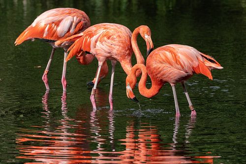 Flamants