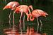 Flamingo's van Uwe Ulrich Grün