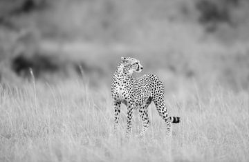 Monochrome jachtluipaard! van Robert Kok