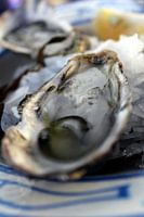 Fresh oysters on ice