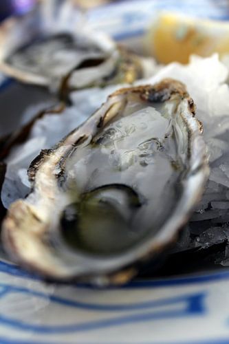 Verse oesters op ijs