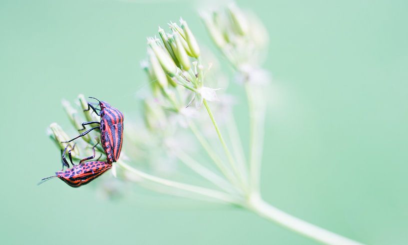 Two Pyjama bugs by Danny Slijfer Natuurfotografie