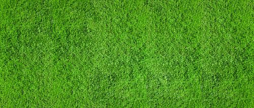 Grüner Rasen