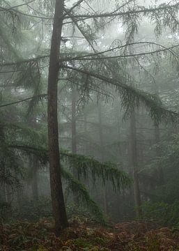 Conifères dans la forêt d'automne sur Judith Linders