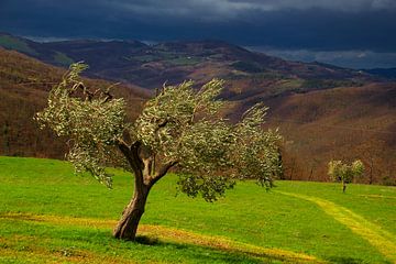 Stormachtige olijf van Images from a hillside in Umbria