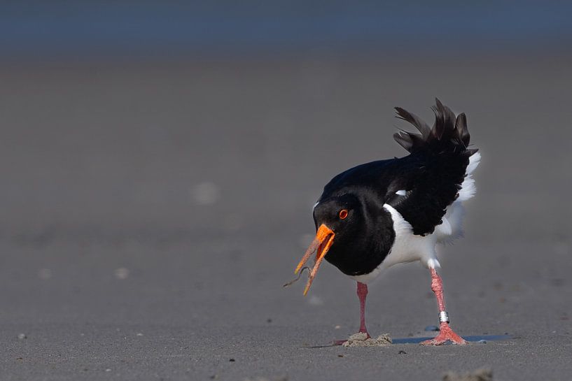 Huîtrier pie à la recherche de vers par Johannes Jongsma