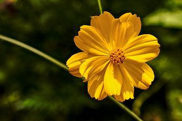 De gele bloem. van tim eshuis