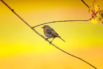 Robins in autumn by Detlef Schöler Fotografie
