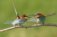 Ruzie makende Bijeneters by Michel de Beer thumbnail
