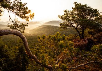Pfälzerwald in de ochtendnevel