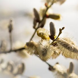 Chats en fleurs sur Mariette Kranenburg