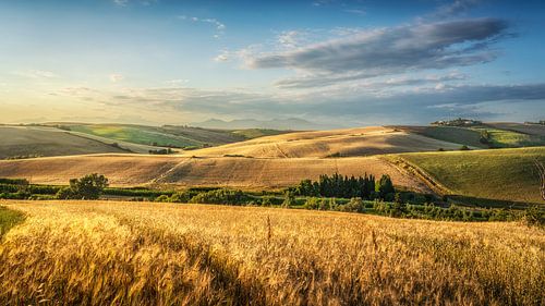 Glooiende heuvels en tarwevelden in Santa Luce, Tsucany